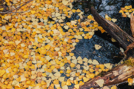 Autumn yellow leaves float in backwater near snag in golden sunshine. Yellow autumn leaves on water surface in gold sunlight. Sunny beautiful nature background with fallen leaves in water in fall timeの写真素材