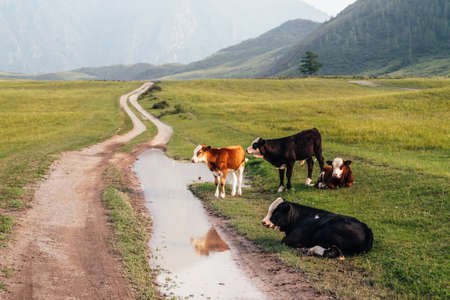 Calves and cows grazing near puddle on dirt road in mountain countryside. Scenic green mountain landscape with farm animals in green field. Beautiful scenery of mountain pasture with calves and cows.の写真素材