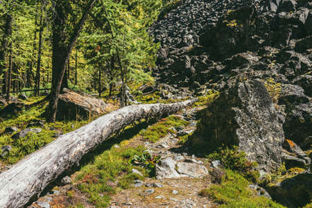 Beautiful green forest landscape with tree trunk on trailway among mountain wild flora in sunshine....