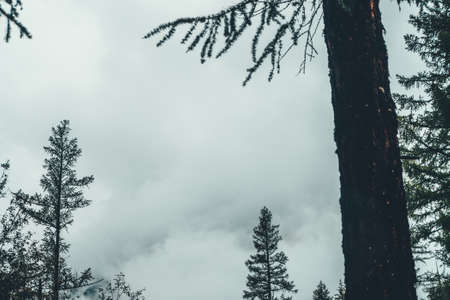 Bleak cloudy sky through branches of coniferous trees and dense fog. Low clouds among pointed tree...