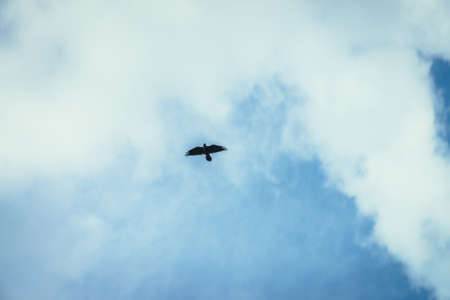 Black raven soars in center of frame in blue sky. Scenic nature background with black crow in sky with clouds. Predator hunts from above. Minimalist cloudscape with predatory bird. Nature minimalism.の写真素材