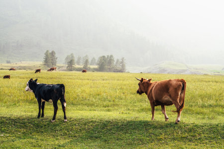 Beautiful black white young calf and brown cow grazing in meadow in mountain countryside. Scenic landscape with farm animals in green field. Mountain pasture with young calf and cows in green grass.の写真素材