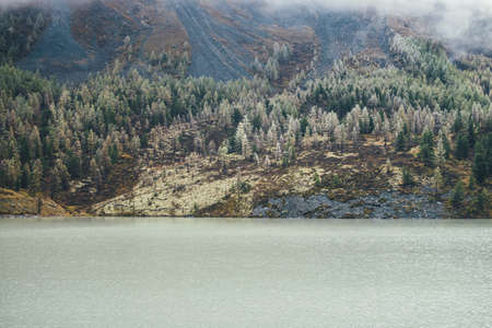 Colorful autumn landscape with mountain lake and coniferous forest with hoarfrost on trees on mossy hillside. Scenic view to beautiful yellow larches with frost on rocky mountainside with low clouds.の写真素材
