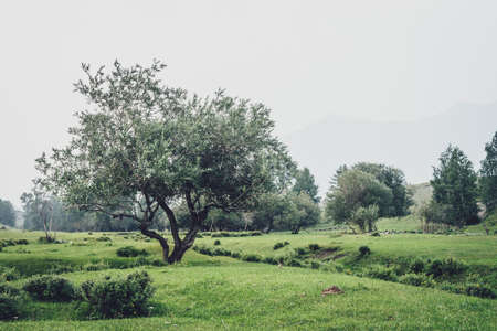 Green foggy mountain view to beautiful willow tree among hills and copse in fog. Vintage mountain landscape with trees among vegetations in mist. Willow tree in mountains. Atmospheric misty landscape.の写真素材