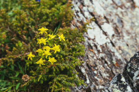 Sunny green nature background with small yellow flowers among conifer thickets. Scenic alpine...
