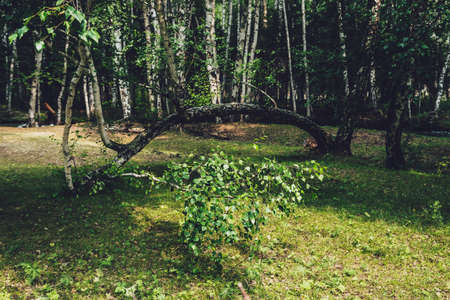 Scenic forest landscape with russian birches and greenery in vintage tones. Vivid green summer...