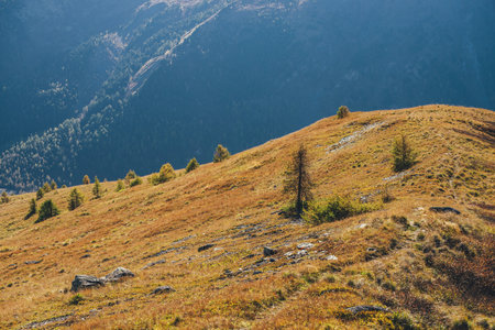 Bright autumn landscape with coniferous trees on sunlit orange hill on background of mountains silhouettes with forest in sunlight. Vivid mountain scenery with larches on hill in golden autumn colors.の写真素材