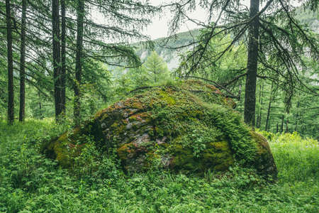 Scenic forest landscape with big mossy stone with green grasses among thickets and trees. Vivid scenery with large boulder with moses and lush vegetation. Green rock with moss and wild flora in forestの写真素材