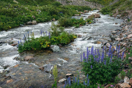 Green landscape with violet flowers of larkspur and wild flora near clear mountain river. Wonderful...