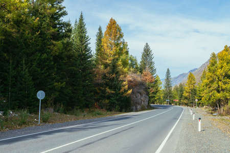 Colorful autumn landscape with larches with yellow branches along mountain highway. Coniferous...