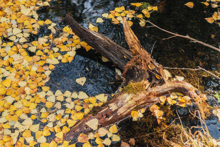 Autumn yellow leaves float in backwater near snag in golden sunshine. Yellow autumn leaves on water surface in gold sunlight. Sunny beautiful nature background with fallen leaves in water in fall timeの写真素材