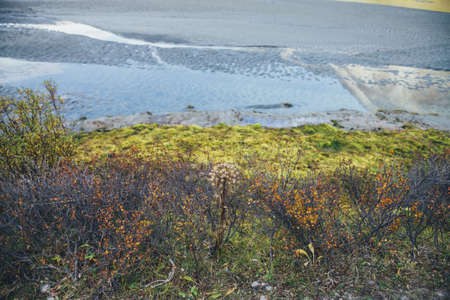 Vivid nature background with orange leaves of shrubs and withered angelica with view to water streams with golden sunshine reflection in blur. Colorful nature backdrop with orange foliage of thickets.の写真素材