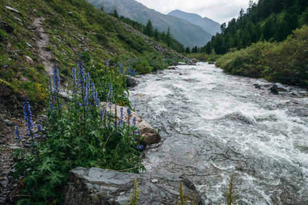 Beautiful green landscape with violet flowers of larkspur and wild flora near clear mountain river....