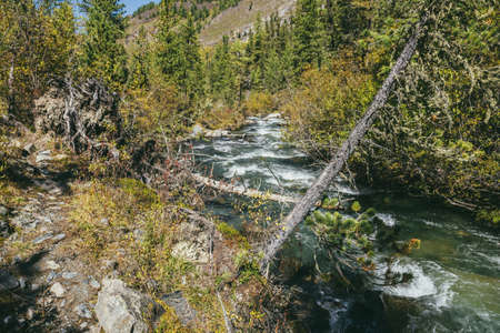 Scenic alpine landscape with mountain river in wild autumn forest in sunshine. Vivid autumn scenery with beautiful river among trees and thickets in sunny day. Mountain brook in woods in fall time.の写真素材