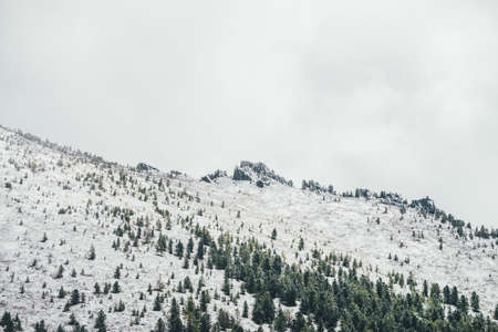 Winter landscape with snowy mountain with coniferous forest and pointy pinnacle with trees on top in haze. Atmospheric alpine scenery with firs on hillside. Spruces on snow mountain and sharp rocks.の写真素材