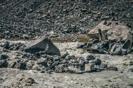 Atmospheric landscape with powerful rapids of turbulent mountain river with gray water among big boulders. Beautiful scenery with fast mountain river on moraines and small pink flowers among stones.の写真素材