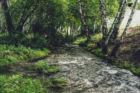 Scenic landscape with small river in birch grove in vintage tones. Atmospheric forest scenery with...