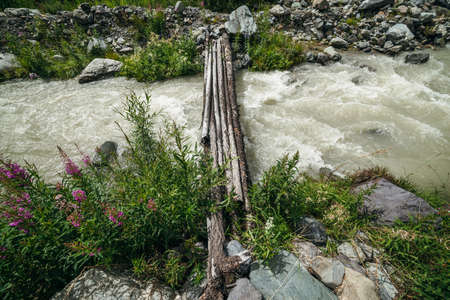 Small pink flowers of fireweed on background of fast turbulent mountain creek with log bridge....