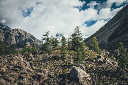 Scenic view to green forest on moraines in sunlight against big glaciers on high mountains in low clouds. Coniferous trees on moraine in sunshine on background of great snowy mountains in cloudy sky.の写真素材