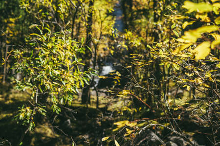 Colorful nature background with yellow leaves in sunny autumn forest. Minimalist nature backdrop...