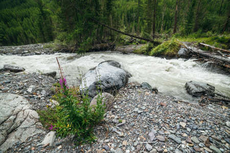 Beautiful scenery with small pink flowers of fireweed among boulders and stones near powerful mountain river. Scenic mountain landscape with pink flowers of blooming sally near fast turbulent river.の写真素材