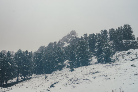 Scenic view through snowfall to snowy hill with coniferous trees and pointy pinnacle. Firs in snowstorm. Wild spruces on snow hill in blizzard and trees on rocks. Poor visibility in winter mountains.の写真素材