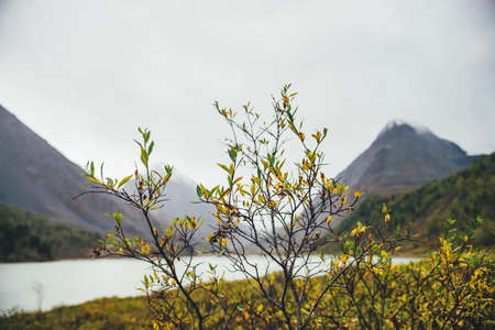 Scenic nature background of autumn yellow foliage close-up. Gold leaves with view to mountain lake and rocks with snow on top in haze. Nature backdrop of beautiful golden leaves of shrub in autumn.の写真素材