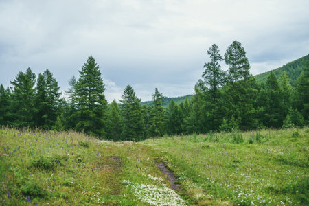 Green mountains landscape with old dirt road overgrown with grasses and flowers to forest edge on hill. Beautiful green mountain scenery with old track covered with lush vegetation and forest on hillsの写真素材