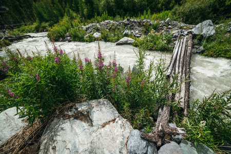 Small pink flowers of fireweed on background of fast turbulent mountain creek with log bridge. Scenic landscape with wooden bridge across mountain river. Beautiful scenery with wood bridge over creek.の写真素材