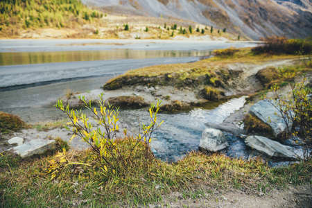 Scenic nature background with shrub golden leaves near water stream in vivid sunshine. Wild mountain flora in gold autumn colors with view to sunlit mountain creek. Colorful yellow foliage in sunlightの写真素材