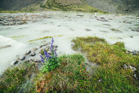 Vivid alpine landscape with beautiful purple flowers of larkspur and green grasses on shore of waterlogged mountain lake. Bright mountain scenery with wild flora of highlands near swampy mountain lakeの写真素材