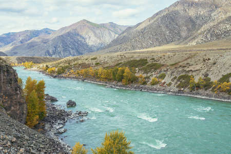 Colorful autumn landscape with golden leaves on trees along wide turquoise mountain river in sunshine. Bright alpine scenery with big mountain river and yellow trees in gold autumn colors in fall timeの写真素材