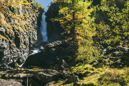 Mountain autumn landscape with vertical big waterfall and yellow larch trees. Large waterfall in...
