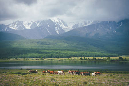 Dramatic alpine landscape with herd of cows in meadow near mountain lake in sunlight against big snowy mountains in low clouds. Cows near lake in sunlight and large snowy mountains in gray cloudy sky.の写真素材