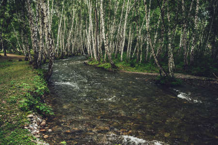 Scenic landscape with small river in birch grove in vintage tones. Atmospheric forest scenery with green mountain river with transparent water and stony bottom. Clear water in beautiful mountain brookの写真素材