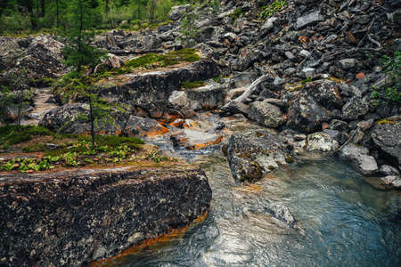 Scenic nature landscape with golden sunny shine in clear water stream. Mountain stream among rocks with mosses, lichens and wild flora. Atmospheric mountain scenery with transparent mountain creek.の写真素材