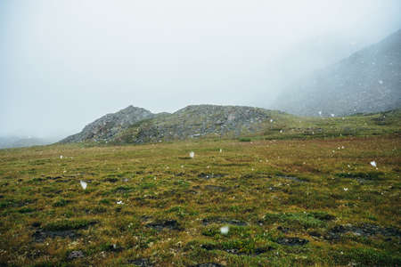 Beautiful snowfall in high mountains. Green grass on hill and rocks during snowfall. Scenic mountain landscape with flakes of snow. Atmospheric alpine scenery with large snowflakes in the highlands.の写真素材