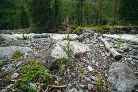 Beautiful scenery with small pink flowers of fireweed on background of fast turbulent mountain river with log bridge in blur. Scenic landscape with blooming sally and wood bridge across mountain riverの写真素材