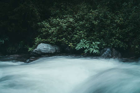 Green forest landscape with wild thickets near powerful mountain river. Blurred power turbulent rapids in mountain creek in dark forest. Atmospheric nature scenery with mountain river and wild flora.の写真素材