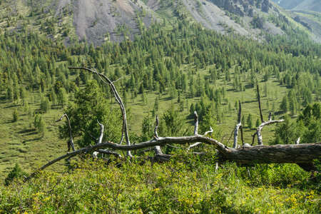 Sunny alpine scenery with dry snag among green grasses on background of coniferous forest and green mountainside with rocks. Scenic mountain landscape with dry tree among lush flora near forest slope.の写真素材