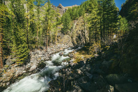 Scenic alpine landscape with powerful mountain river in forest among rocks in sunshine. Vivid autumn scenery with beautiful river in mountains in sunny day. Rapids on turbulent river near rocky wall.の写真素材