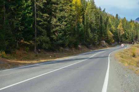 Colorful autumn landscape with larches with yellow branches along mountain highway. Coniferous forest with yellow larch trees along mountain road in autumn colors. Highway in mountains in fall time.の写真素材