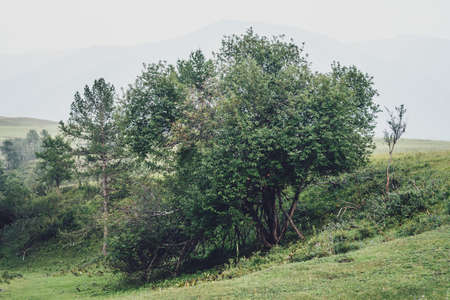 Green mountain landscape with beautiful copse among hills in fog. Vintage foggy mountain scenery...