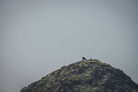Atmospheric nature landscape with horse high on mountain top under gray clear sky in dusk. Minimalist scenery with horse silhouette on rock under twilight sky. Dark mountains minimalism with horse.の写真素材