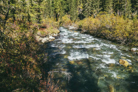 Scenic alpine landscape with mountain river in wild autumn forest in sunshine. Vivid autumn scenery with beautiful river among trees and thickets in sunny day. Mountain brook in woods in fall time.の写真素材