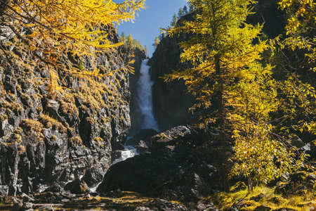 Mountain autumn landscape with vertical big waterfall and yellow larch trees. Large waterfall in...