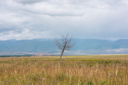 Dramatic view to old dry tree in sunlit steppe against somber large mountains in low clouds during rain. Gloomy landscape with high mountain range in rain and steppe in sunlight in changeable weather.の写真素材