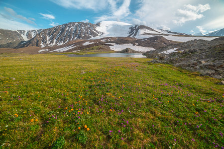 Colorful mountain landscape with orange trollius flowers in high mountains in bright sun. Many vivid flowers in sunlit motley flower meadow among snow mountains under cloudy sky in changeable weather.の写真素材