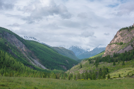 Atmospheric landscape with coniferous trees on green hill with view to high snow mountains âin rainy low clouds. Beautiful green mountain valley and forest on âsunlit hillside under gray cloudy sky.の写真素材