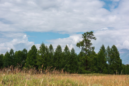 Dramatic minimalist landscape with coniferous forest in mountains under cloudy sky. Atmospheric mountain scenery with forest line in overcast. Scenic minimal view to green forest in cloudy weather.の写真素材